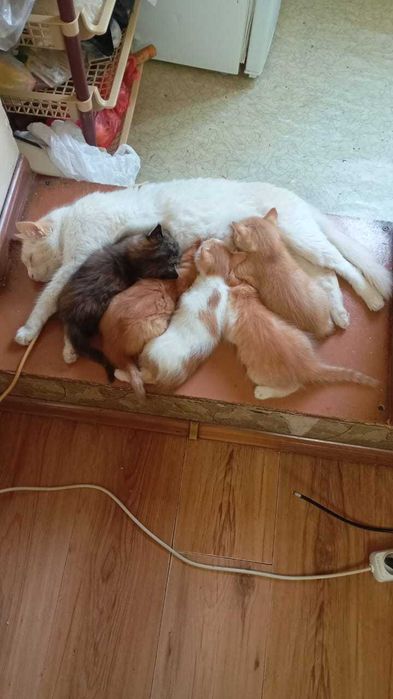 Отдам котят в хорошие руки