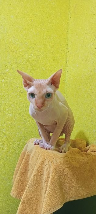 Молодой кот свинкс кастрирован