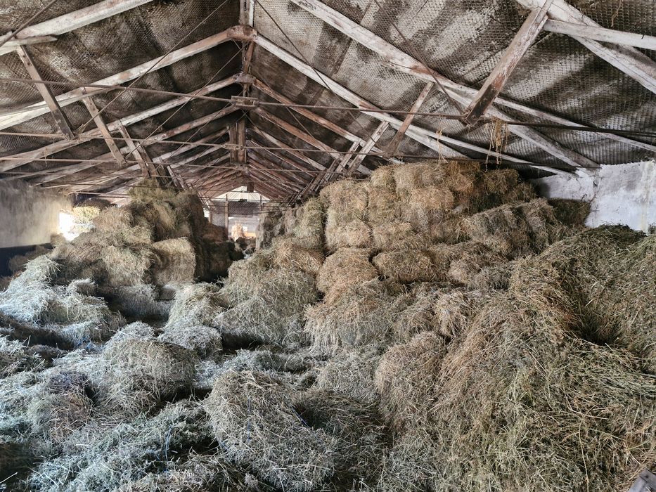 Disponibili baloti de lucerna