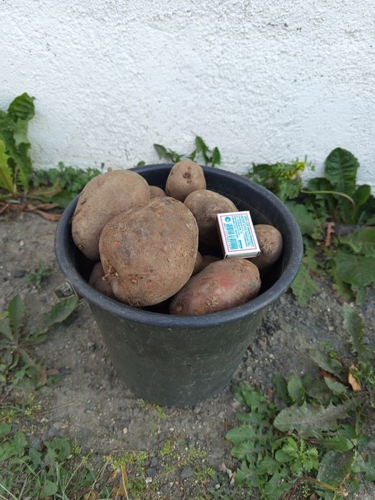 Продам едовой картофель