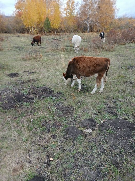 Продам бычка 8 месяцев