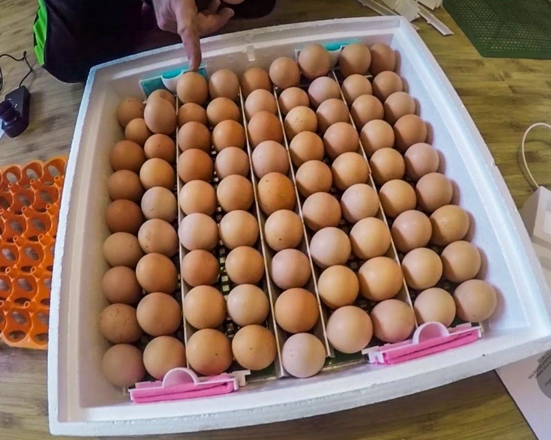 Какие яйца можно закладывать в инкубатор. Инкубационное яйцо закладка в инкубатор. Укладка яиц в инкубатор. Укладка куриных яиц в инкубатор. Куриные яйца в инкубаторе.