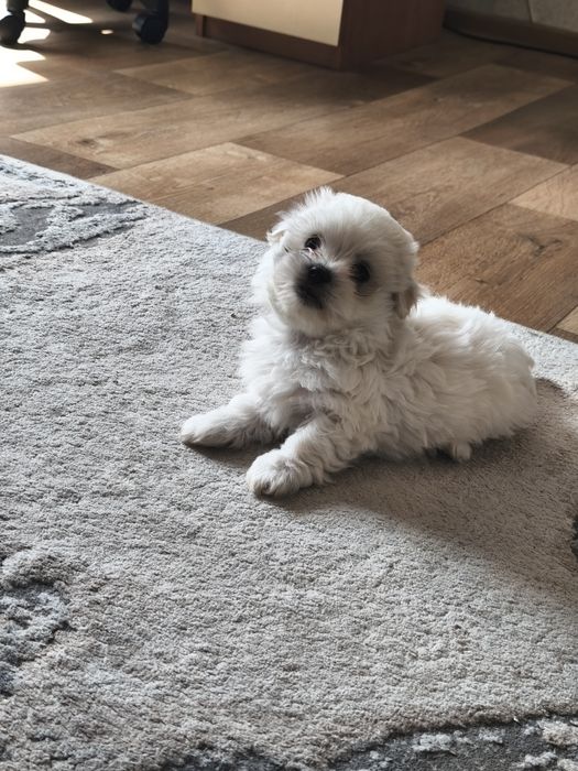 Малтийска болонка