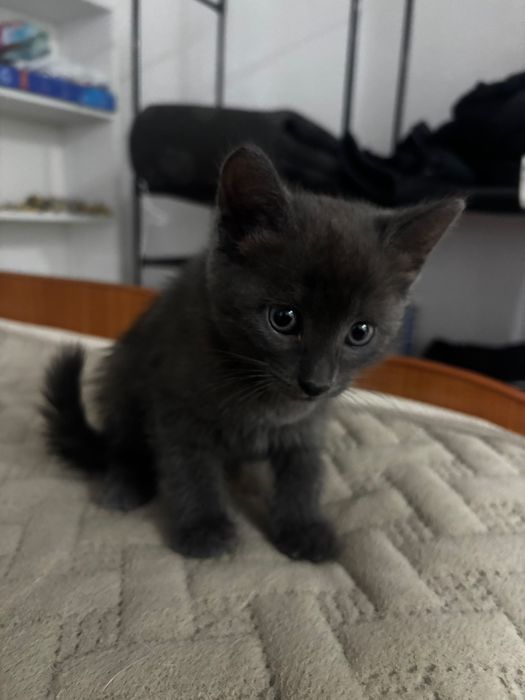 Отдам котенка в добрые руки!