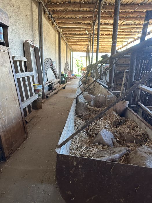 Mol boqish uchun Oxirlar Sotiladi