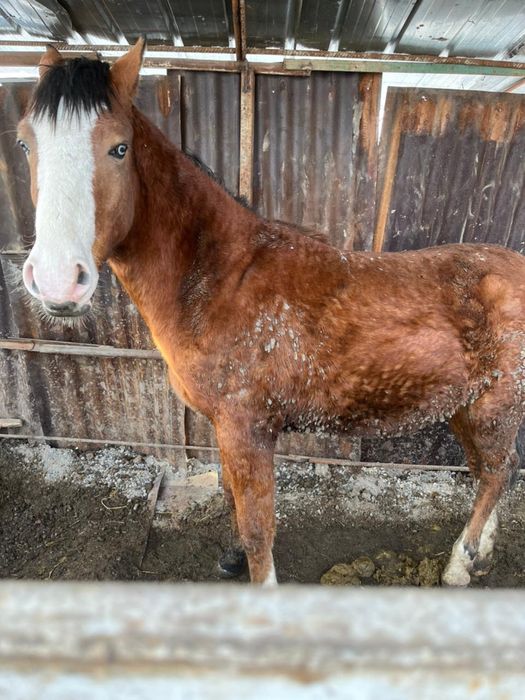 Тай сатылады семіз