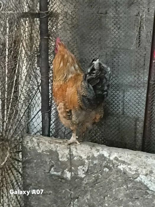 Продам петушков молодняк