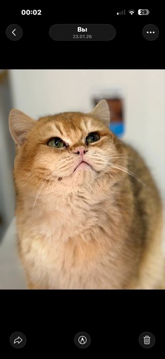 Вязка кошек   Мушук. Чатиштириш