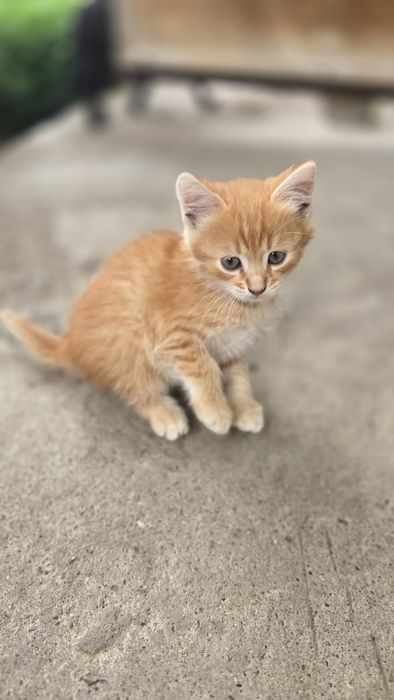 Котята отдам даром
