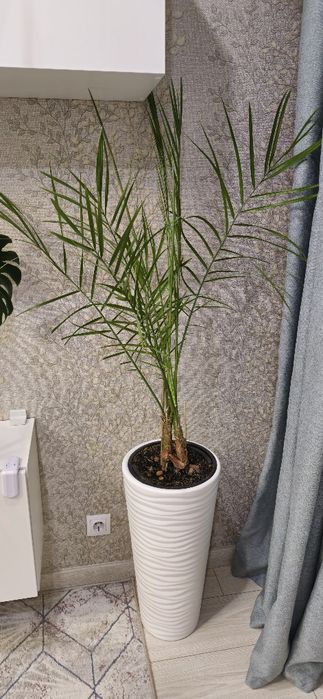 Продам большие ,комнатные цветы