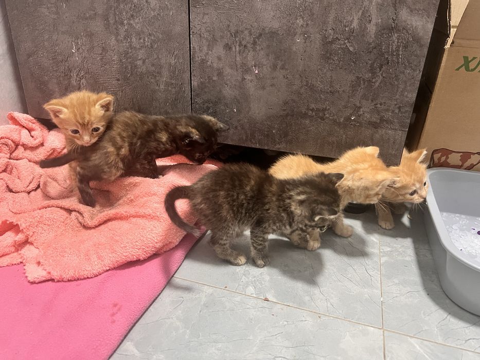 Котята в добрые руки!