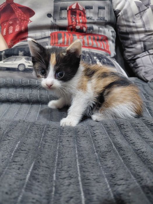 Отдам котят в добрые руки