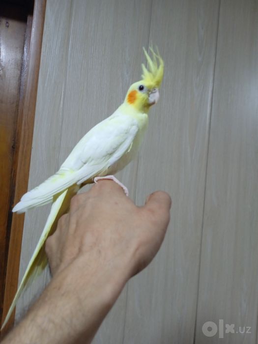 Ручная корелла. Очень умный.