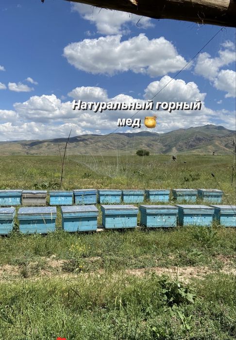Мед натуральный горный майский