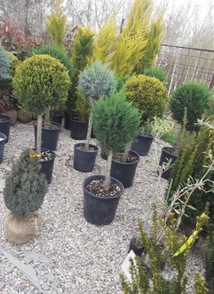 Plante Ornamentale pentru Amenajări Exterioare Durabile