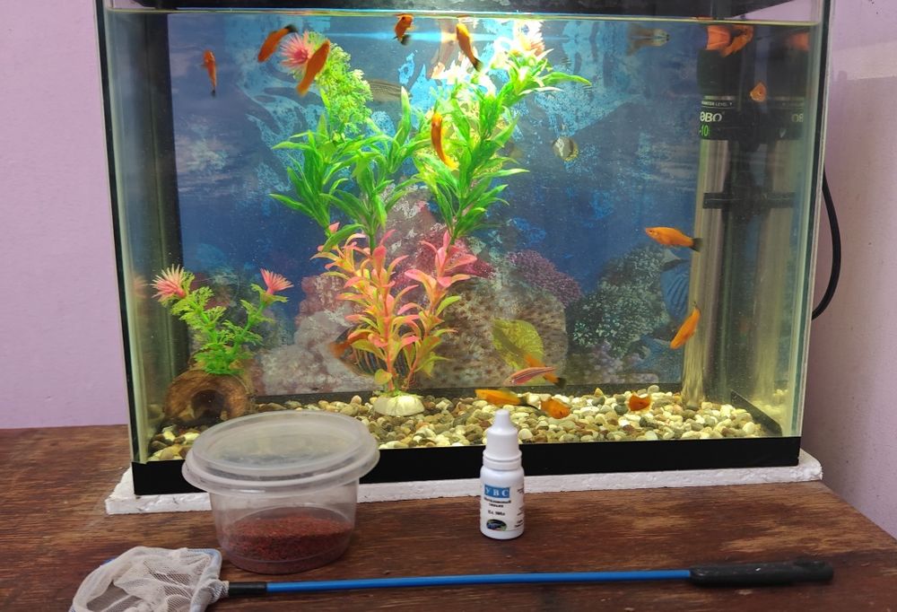 Akvarium baliqları menen