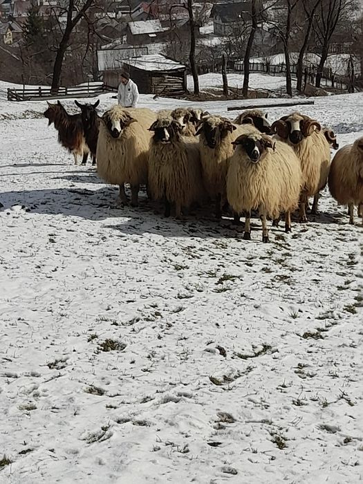 Oi bune de vânzare.