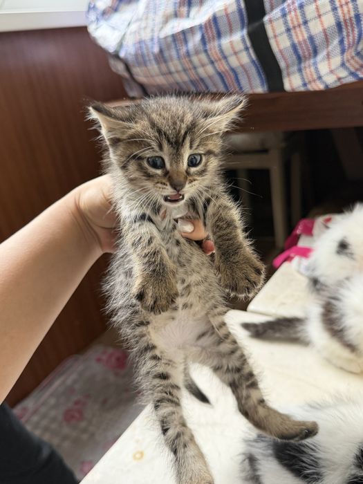 Котята в хорошие руки