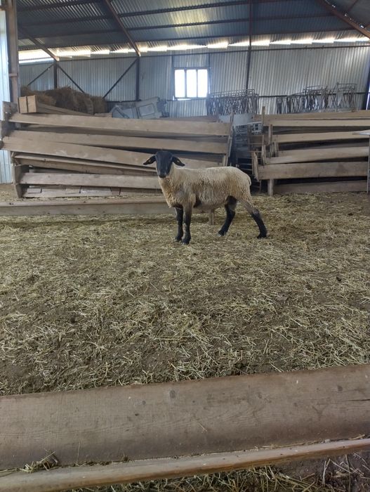 Vand 2 berbeci suffolk de 2 si de 3 ani