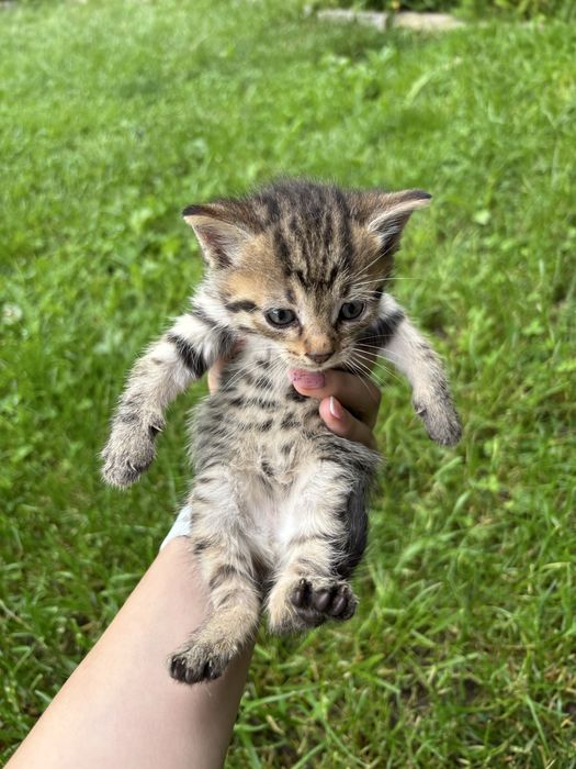 Подарявам малки котенца