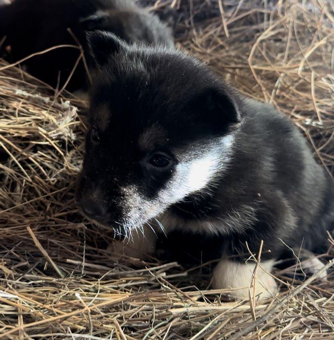 Мальчики и девочки