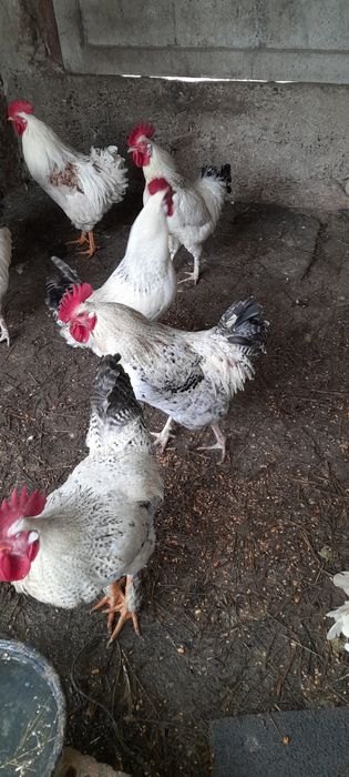 Vind cocoșide casâ