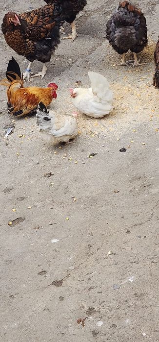 Vând o familie de chabo