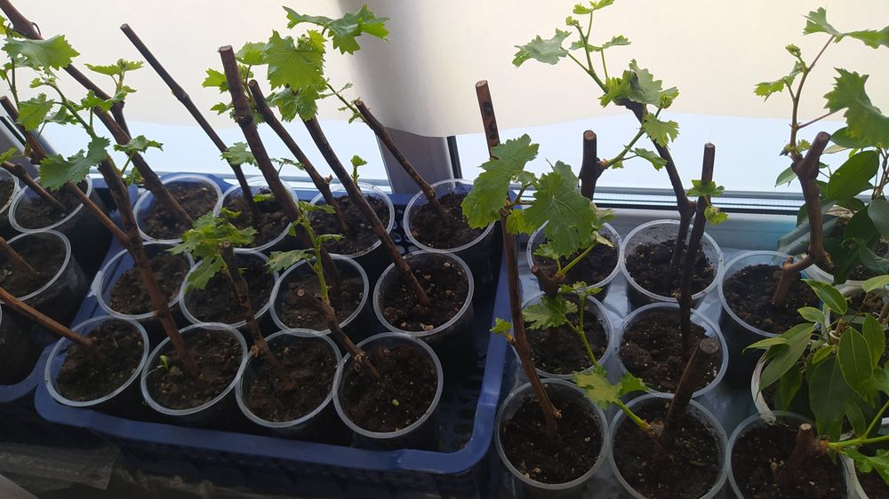 Виноград саженцы