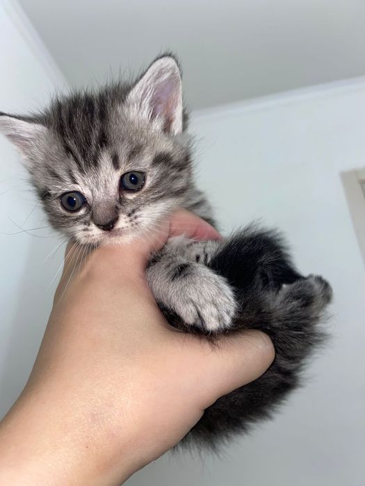 Котёнок девочка шотландский прямоухо