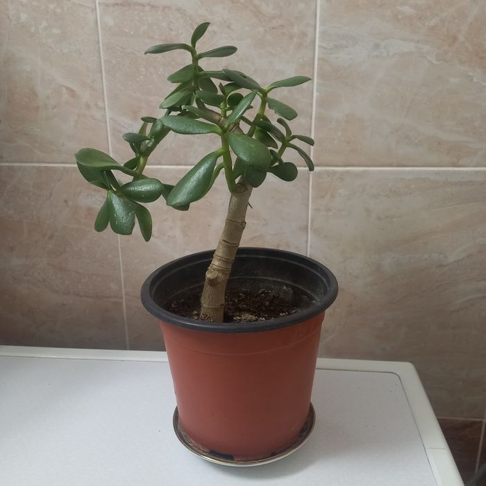 Комнатние растения