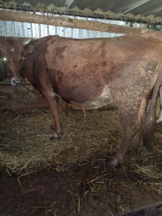 Vând vaci gestante la alegere