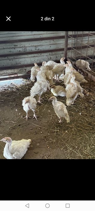 Vînd pui albi de carne pui colorați găini albe găini roșii de ouă Rațe și curcanii