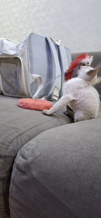 Котята сфинкса донского