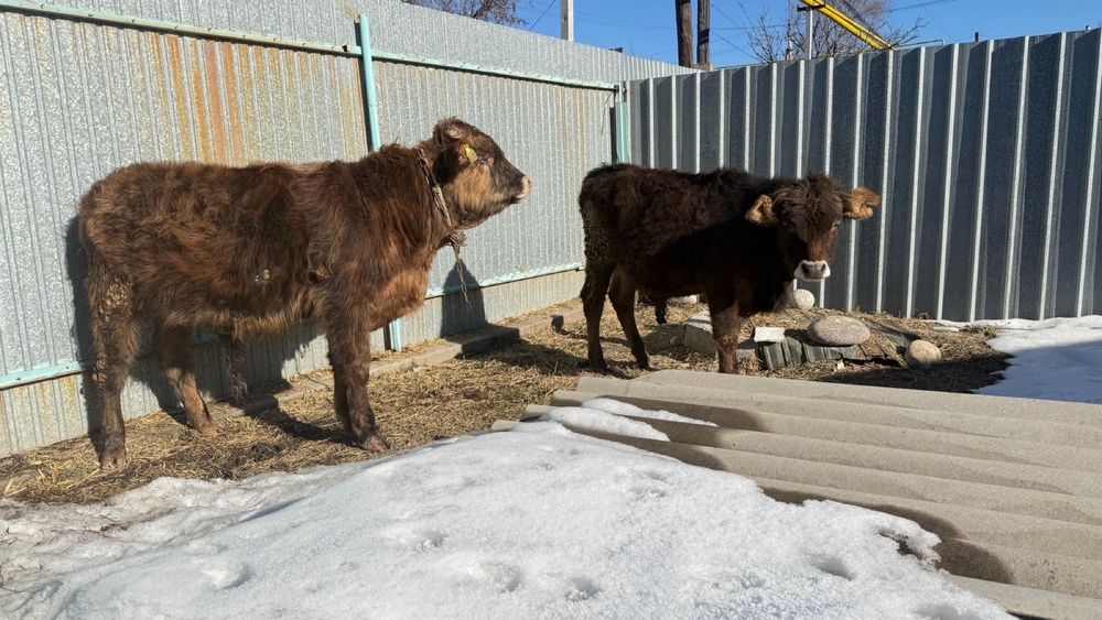 Продам бычков!!!