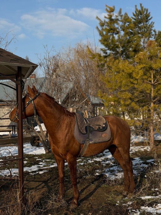 Чистокровный дончак сатылады