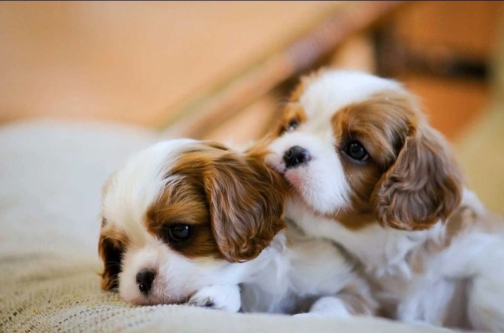 Кавалер кинг чарлз шпаньол мъжки и женски