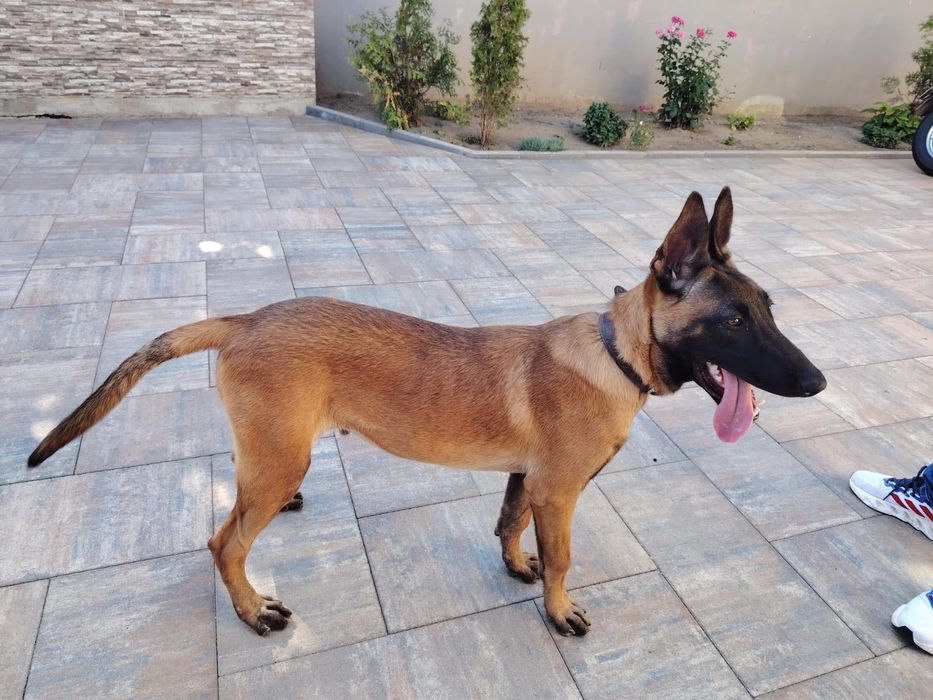 Ciobănesc belgian malinois