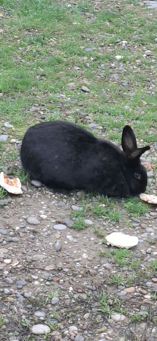 Кролики қоян тауық куры