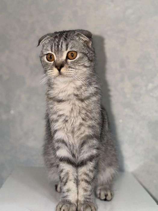 Skotsh fold mushukchamiz sotiladi