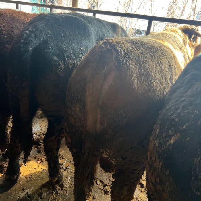 Пуха быки оптом 10 бас