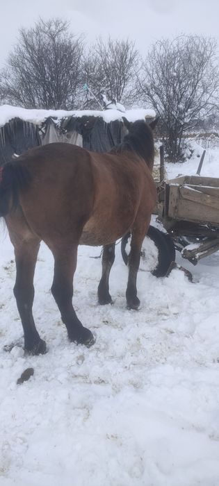 Vând iapa de 4 ani deafata