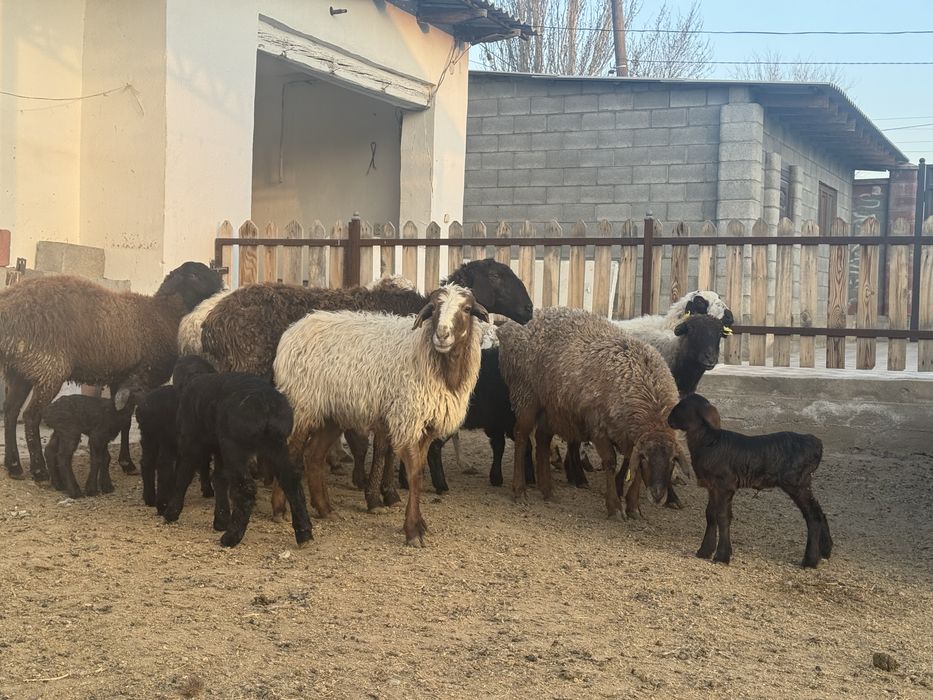 Козылы койлар сатылады.