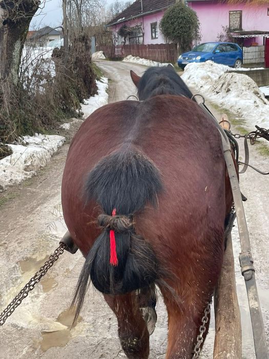 Vand doi manji de doi ani