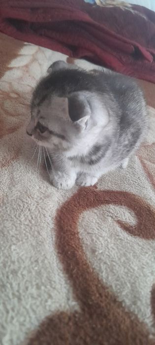 продам шотладских котят
