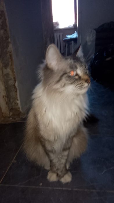 Потерялся КОТ мальчик