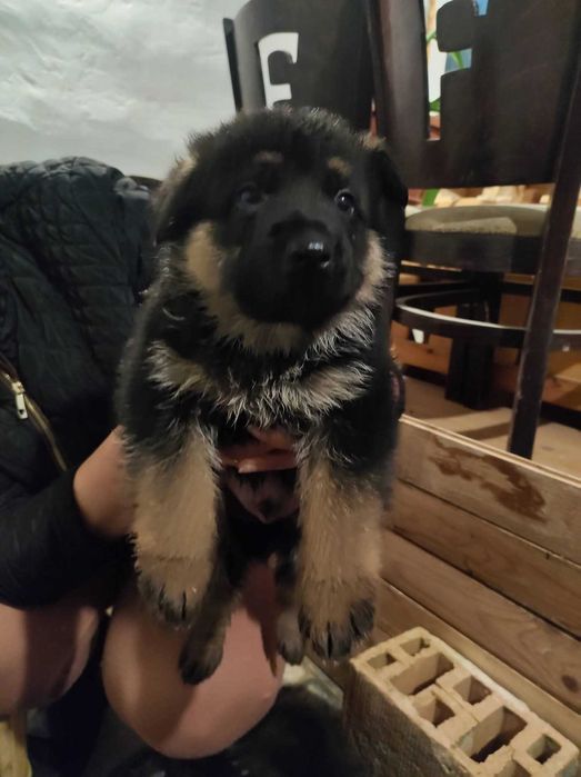 Немска овчарка   свободни - 5 мъжки и 1 женско