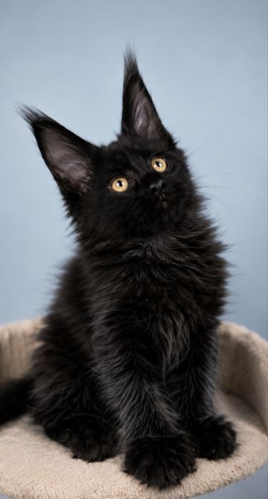 Подидакт- котик , Black solid 2,5 месяца