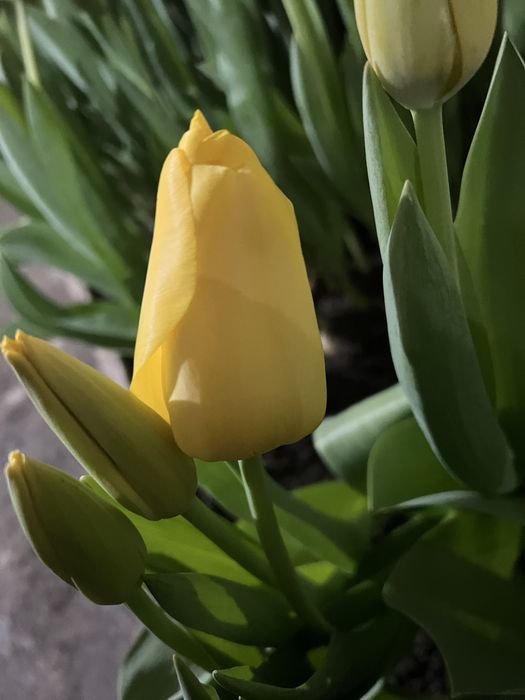 Тюльпаны разных цветов