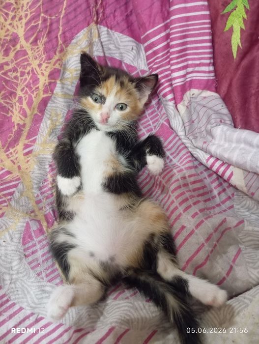 Отдам котят в добрые руки