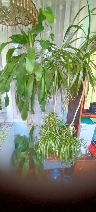 Продам драцены высокие